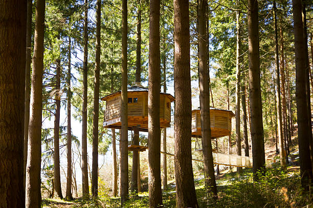 Huts in the trees Two huts in the trees in the middle of a forest on a sunny day. hut stock pictures, royalty-free photos & images