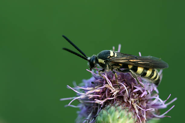 istock bee seek honey on a flower 178826599