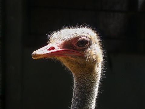 A closeup shot of a fluffy ostrich head on a black background