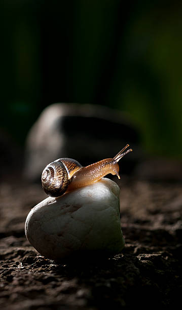 Snail on white rock stock photo