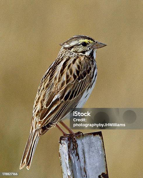 Savannah Sparrow On Metal Fence Post Stock Photo - Download Image Now - Bird, No People, Photography