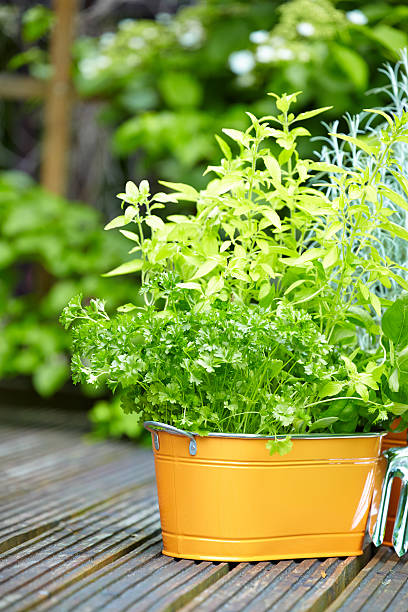 istock concept of gardening and hobby 178827471