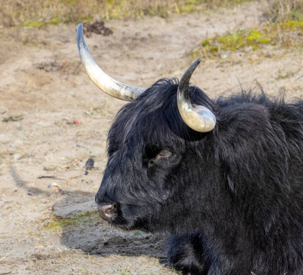 istock Black Scottish highlander cow lying in the sand. 1788274957