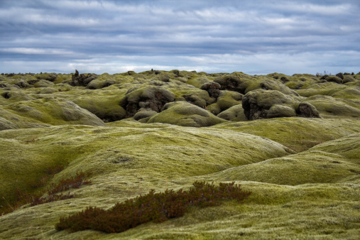Ancient Lava Field Covered with Moss, Southern Coast of Iceland. HDR