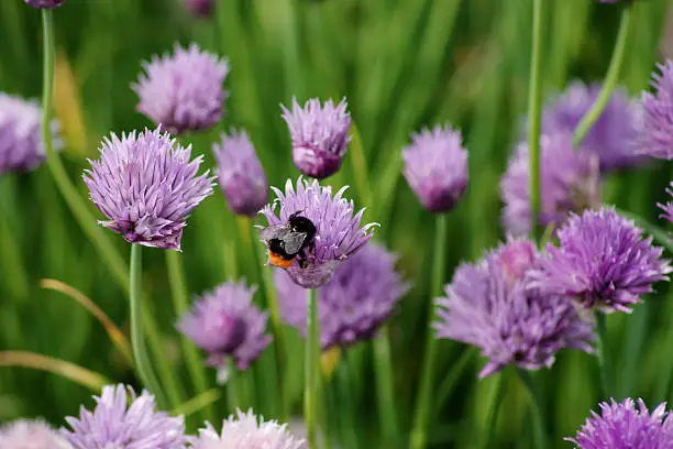 The close-up of a bumblebee on a chive blossom.