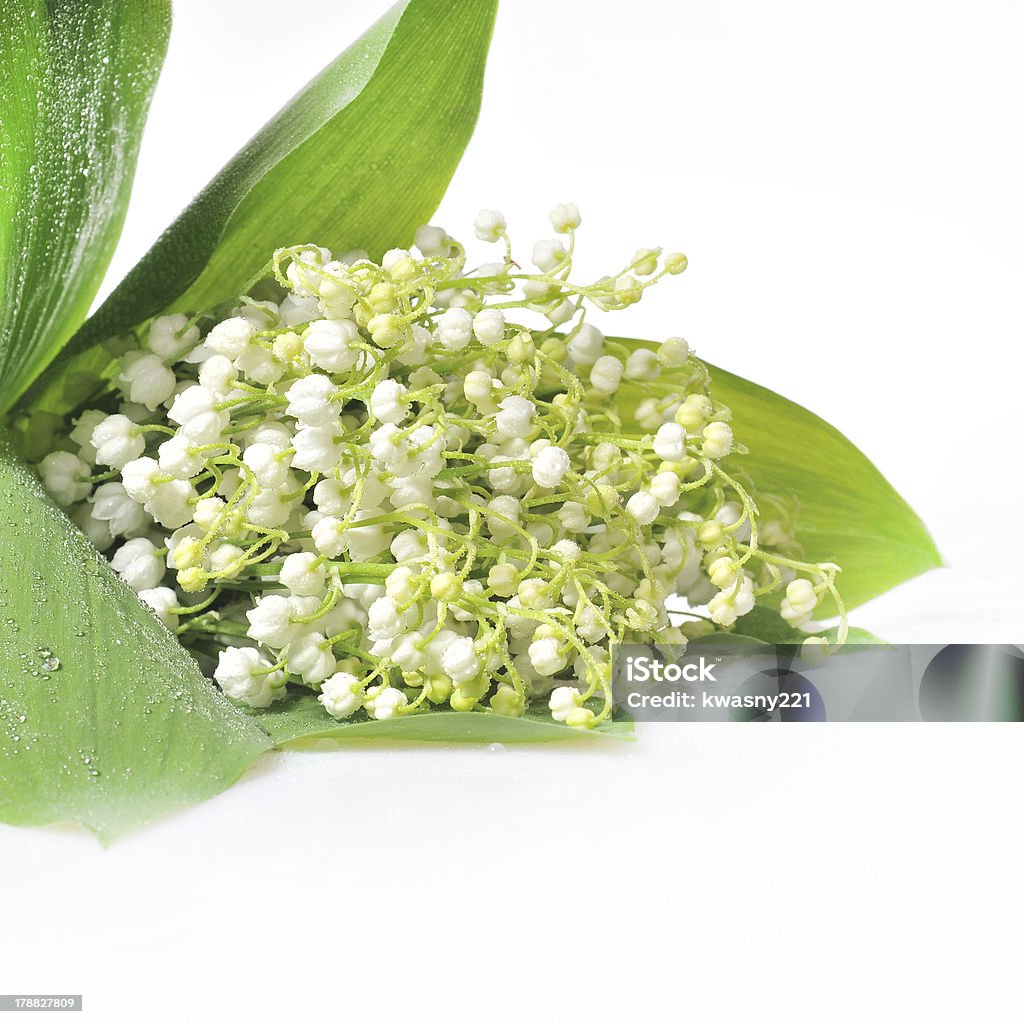 Lilly of the Valley - Стоковые фото Ароматерапия роялти-фри