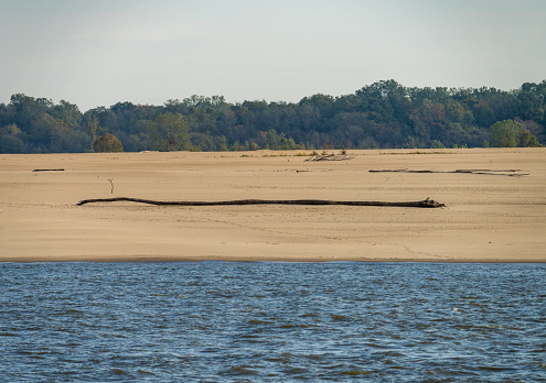 Exposed tree trunks on sand banks of Mississippi river in October 2023