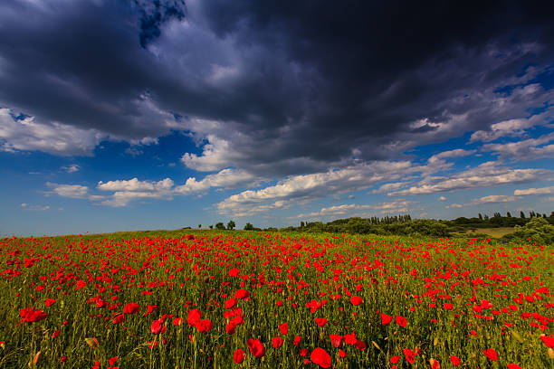 istock Red poppies in warm evening light 178828062