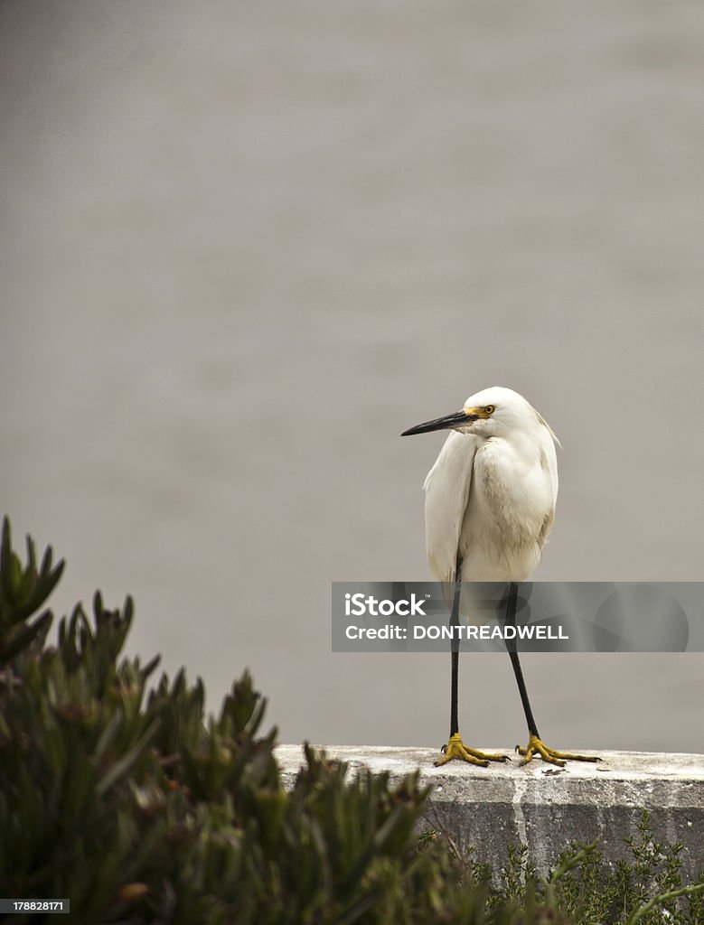 Egretta su un mare parete - Foto stock royalty-free di Acqua