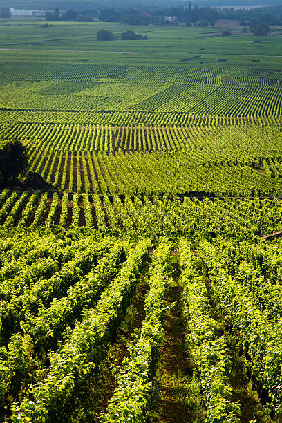 Vineyards in Gevrey chambertin burgundy France stock photo