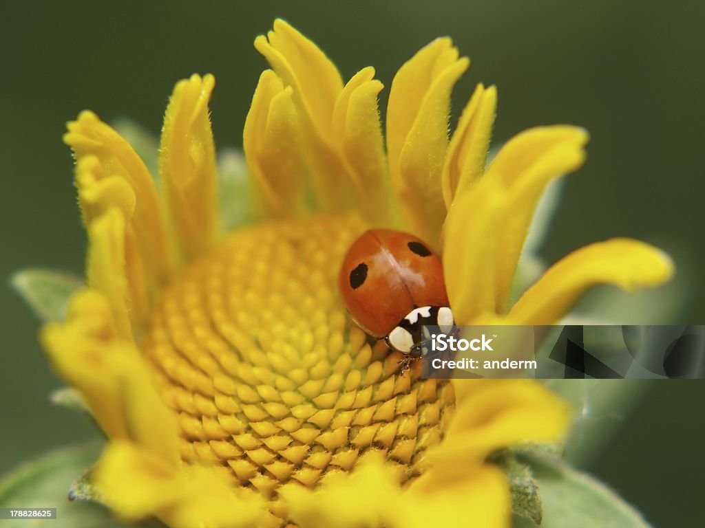 Marienkäfer-auf einer gelben Blume - Lizenzfrei Bildhintergrund Stock-Foto