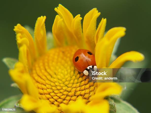 Marienkäferauf Einer Gelben Blume Stockfoto und mehr Bilder von Bildhintergrund - Bildhintergrund, Biologie, Blatt - Pflanzenbestandteile