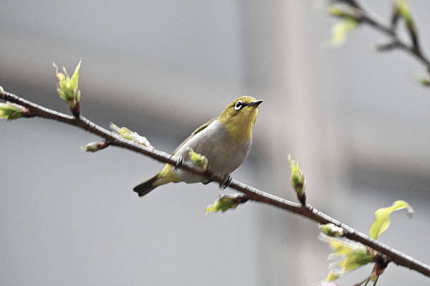 istock Japanese White-eye with pink cherry blossoms 178828879