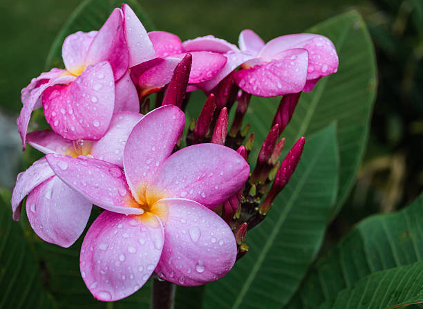 istock pink flower with water drop 178828950