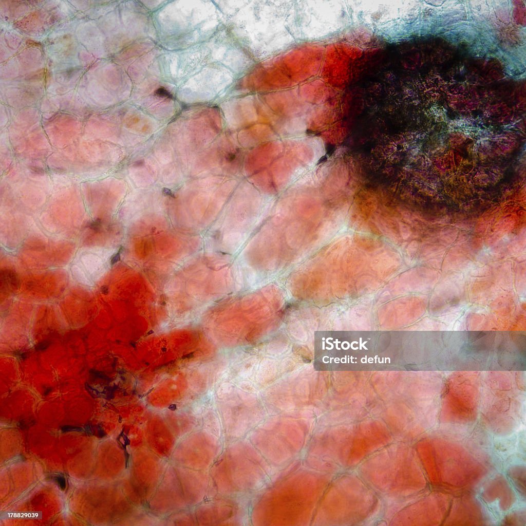 - исследовательская микрофотография красный cherry fruit peel клетка - Стоковые фото Без людей роялти-фри
