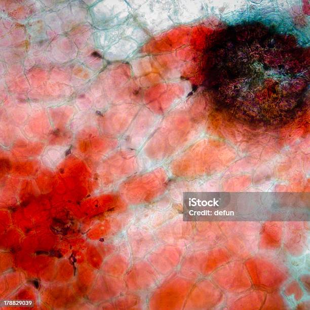 Исследовательская Микрофотография Красный Cherry Fruit Peel Клетка — стоковые фотографии и другие картинки Без людей