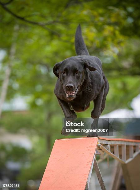 Photo libre de droit de Labrador Sur Agilité Roulant banque d'images et plus d'images libres de droit de Agility - Sport canin - Agility - Sport canin, Agilité, Amitié