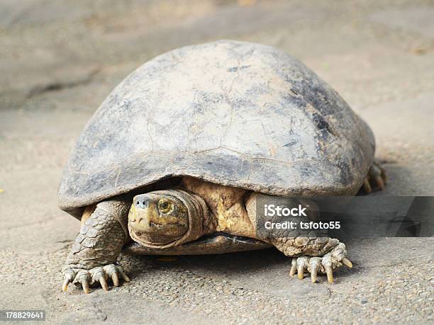 Tartaruga - Fotografias de stock e mais imagens de Animal - Animal, Animal em via de extinção, Animal selvagem