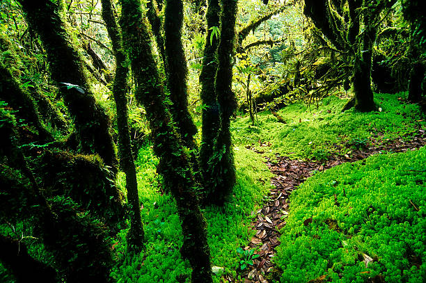 istock Sphaqnum Moss at rain forest in rainy season, Thailand. 178829644