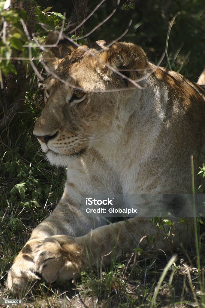 Женский лев находится в тени, Масаи Мара, Кения, Африка - Стоковые фото Африка роялти-фри