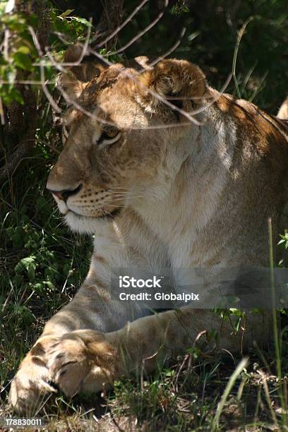 Женский Лев Находится В Тени Масаи Мара Кения Африка — стоковые фотографии и другие картинки Африка