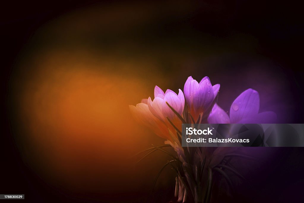 Крокус цветок - Стоковые фото Без людей роялти-фри