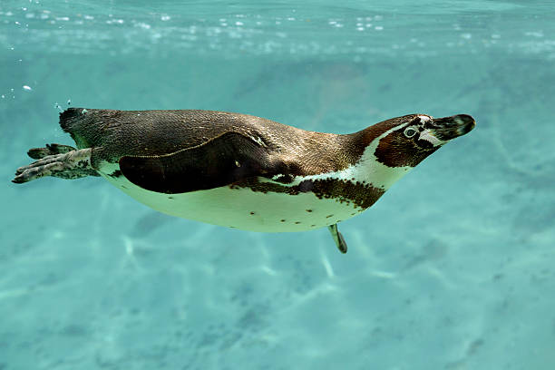 istock Humboldt penguin under water 178830065