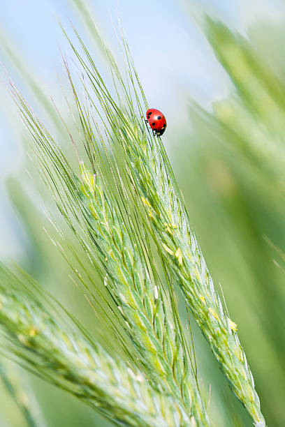 marienkäfer-auf einem der roggen ohren. - ladybug wheat nature insect stock-fotos und bilder