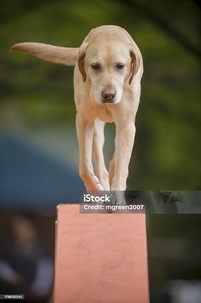 Bege de pêlo curto cão agilidade na passagem - Foto de stock de Cão royalty-free