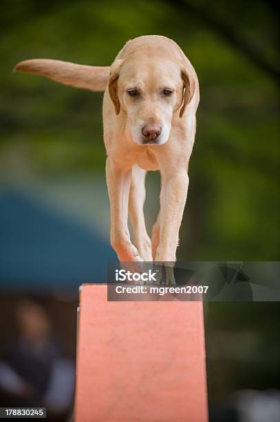 Foto de Bege De Pêlo Curto Cão Agilidade Na Passagem e mais fotos de stock de Cão - Cão, Pista de Obstáculos, Agilidade