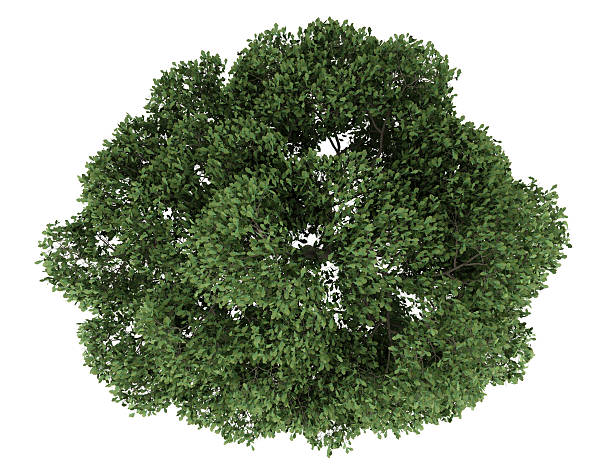 top view of english oak tree isolated on white