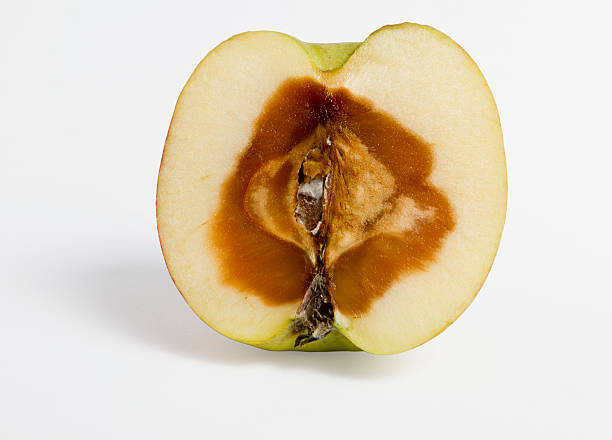 feculent apple rotten from the center - with clipping path stock photo