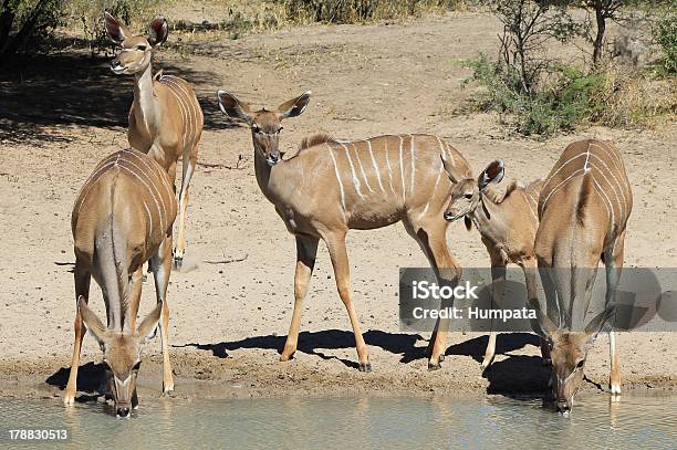 Codu Antílope Família Em Um Africano Regar Buraco - Fotografias de stock e mais imagens de Animal - Animal, Animal de Safari, Animal selvagem