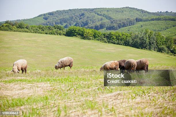 Lambs Stockfoto und mehr Bilder von Agrarbetrieb - Agrarbetrieb, Blau, Ebene