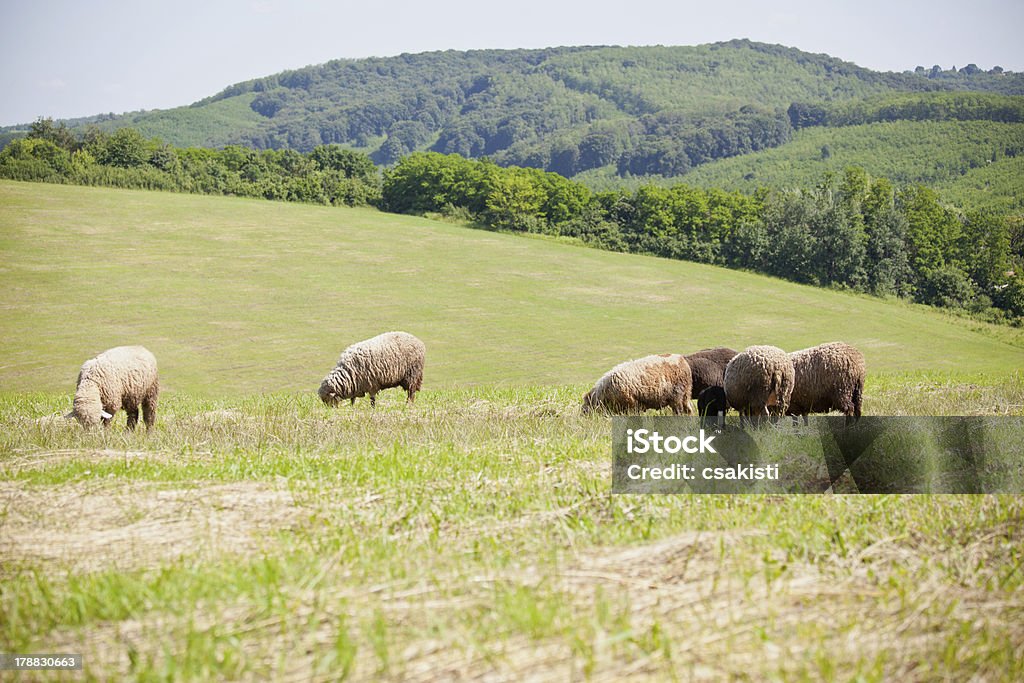 Lambs - Foto de stock de Agricultura royalty-free