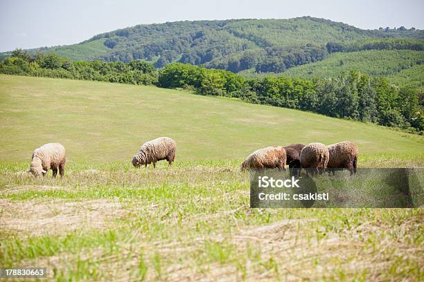 Foto de Lambs e mais fotos de stock de Agricultura - Agricultura, Alimentar, Animal