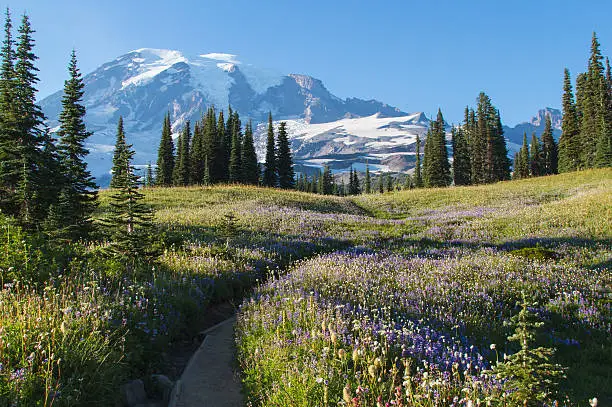 Photo of Fall blooms in Mt Rainier