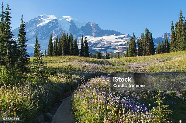 Foto de Outono Flores Em Mt Rainier e mais fotos de stock de Adulação - Adulação, Atividade Recreativa, Azul