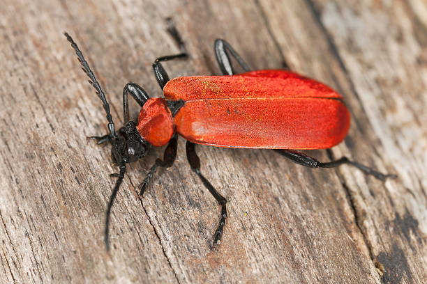 istock Black headed cardinal beetle (Pyrochroa coccinea) on wood 178830897