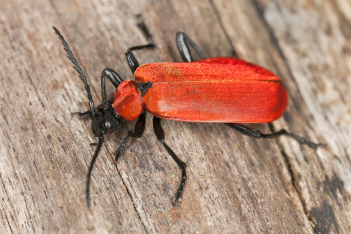Black headed cardinal beetle (Pyrochroa coccinea) on wood, macro photo 