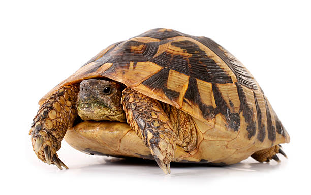 istock Turtle Testudo hermanni tortoise 178831111