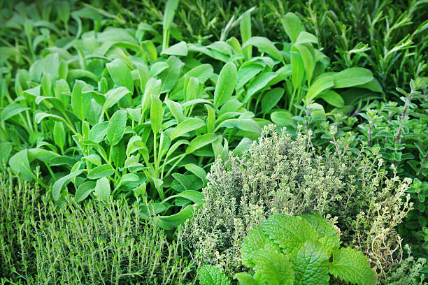 istock Herbs at the market 178831375