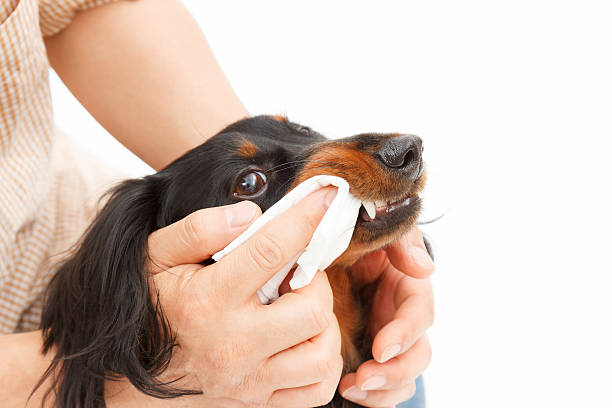 toothpaste stock photo