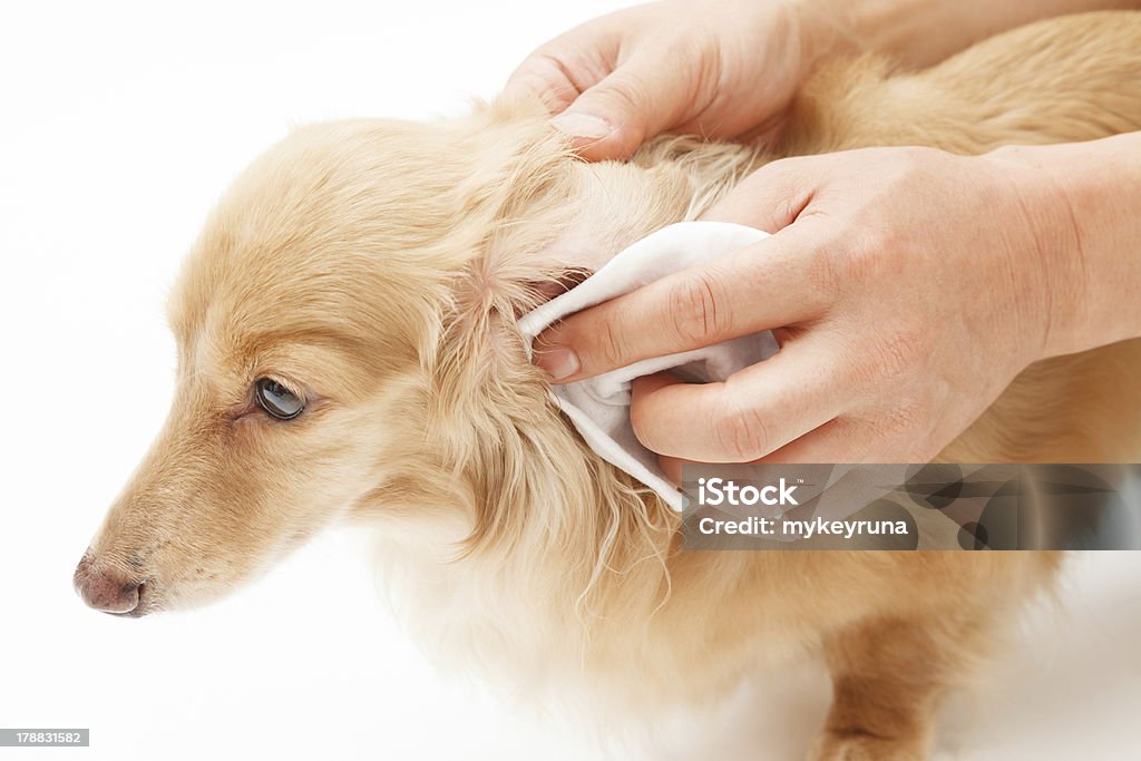 Earwax removal Hand to the ear cleaning of dog Dog Stock Photo