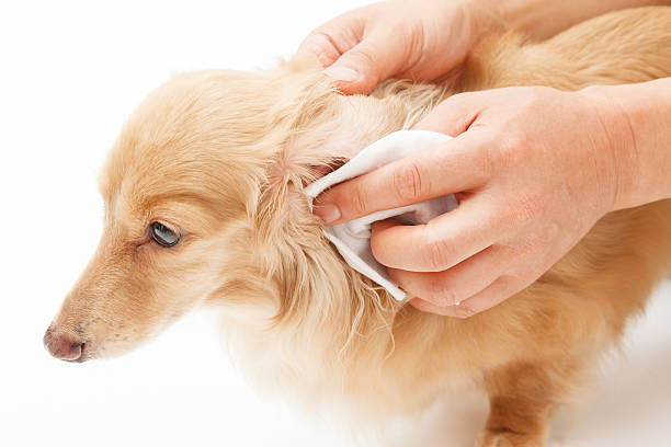 Earwax removal Hand to the ear cleaning of dog animal ear stock pictures, royalty-free photos & images