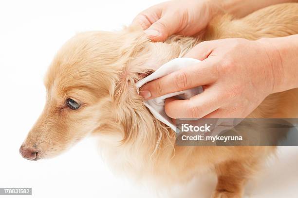 Earwax Removal Stock Photo - Download Image Now - Dog, Cleaning, Ear Wax