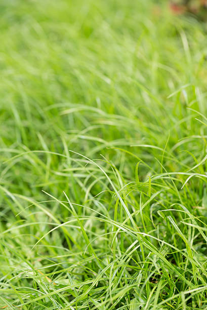 부드러운 녹색 잔디 배경기술 - chlorophyll tranquil scene summer blade of grass 뉴스 사진 이미지