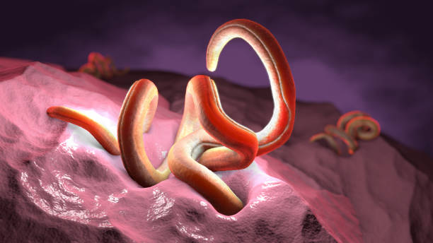 Single twisted nematode inside intestine on a black background - 3d illustration stock photo