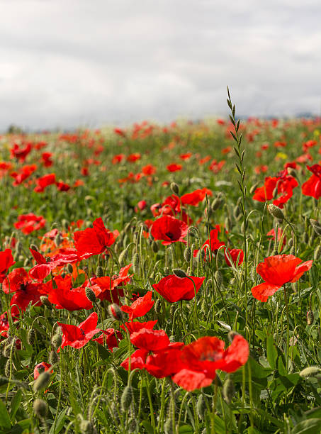 istock Lots of poppies 178832008