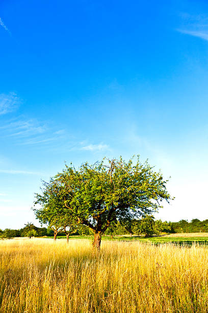 istock beautiful typical speierling apple tree in meadow for the german 178832123